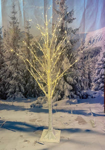 4ft  Artic Twinkle Birch tree