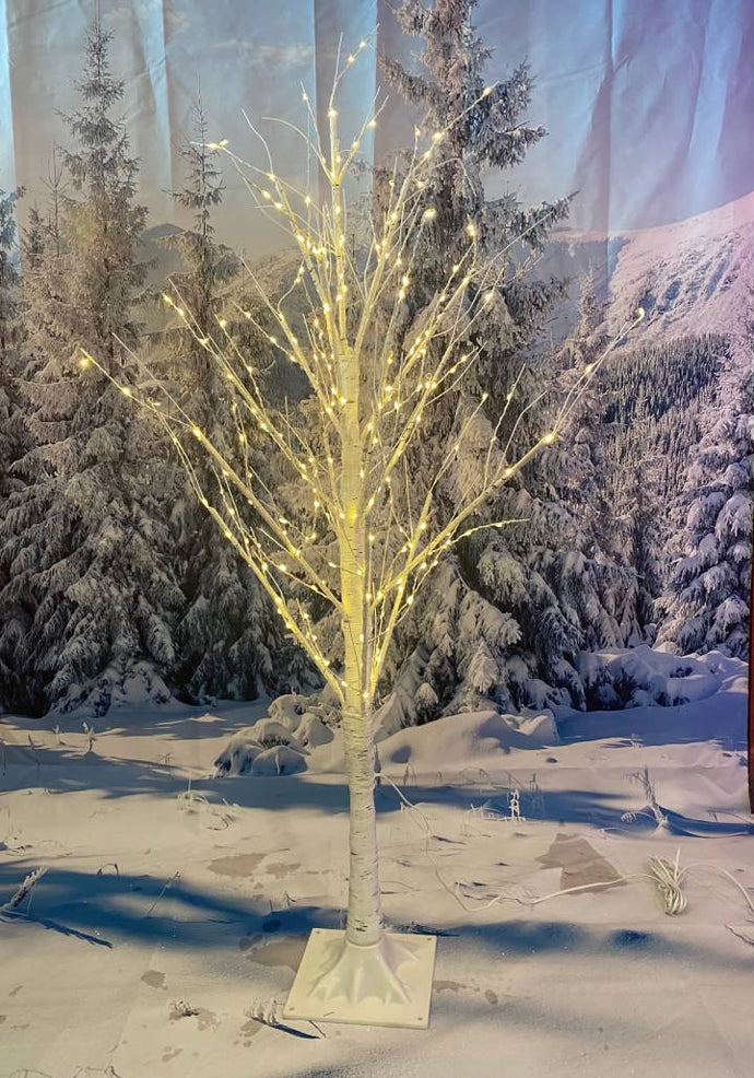 4ft  Artic Twinkle Birch tree